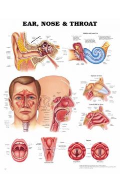 EAR NOSE & THROAT CHART PAPER