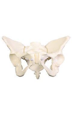 Deluxe Flexible Pelvis Model